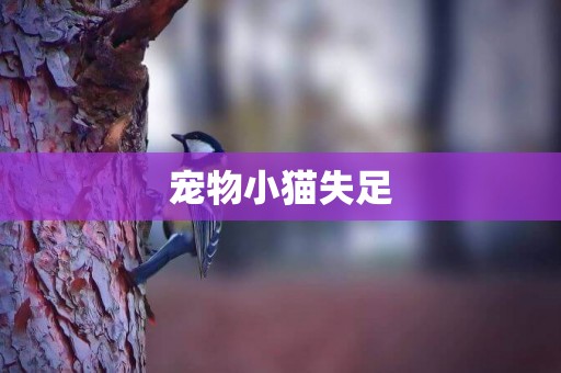 寵物小貓失足