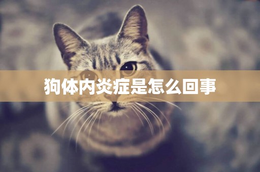 狗體內炎癥是怎么回事