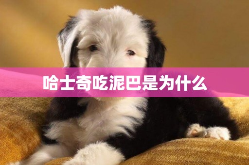 哈士奇吃泥巴是為什么