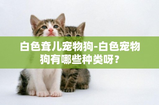 白色耷兒寵物狗-白色寵物狗有哪些種類呀？