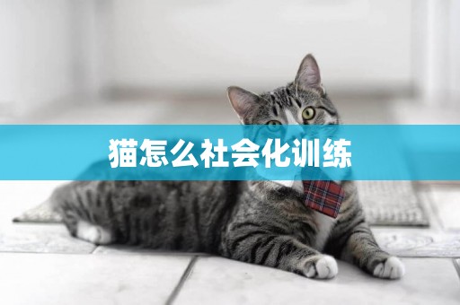 貓怎么社會化訓練