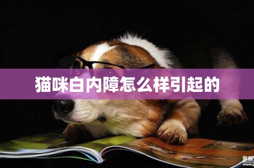貓咪白內障怎么樣引起的