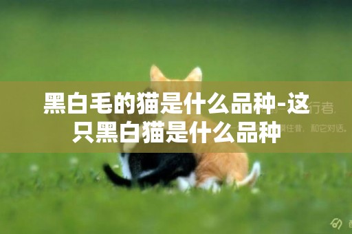 黑白毛的貓是什么品種-這只黑白貓是什么品種