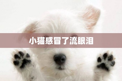 小貓感冒了流眼淚