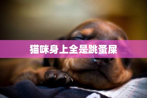 貓咪身上全是跳蚤屎