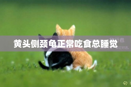 黃頭側頸龜正常吃食總睡覺