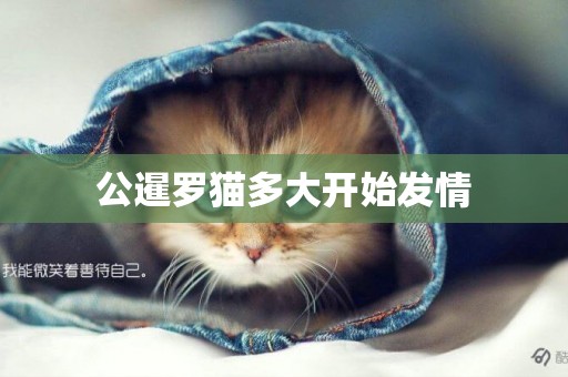 公暹羅貓多大開始發情