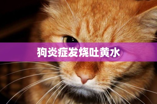 狗炎癥發燒吐黃水