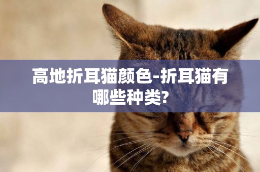 高地折耳貓顏色-折耳貓有哪些種類?