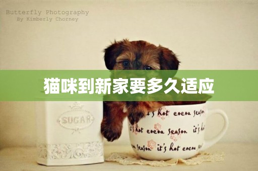 貓咪到新家要多久適應