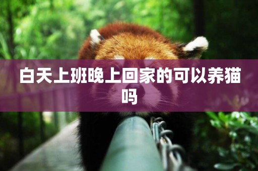 白天上班晚上回家的可以養貓嗎