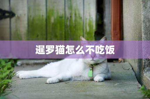 暹羅貓怎么不吃飯
