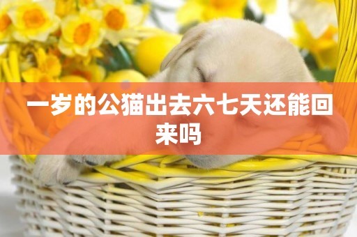 一歲的公貓出去六七天還能回來嗎
