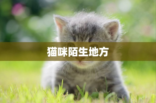貓咪陌生地方