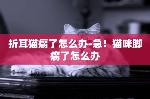 折耳貓瘸了怎么辦-急！貓咪腳瘸了怎么辦