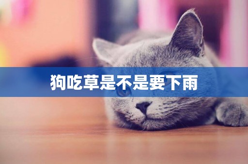 狗吃草是不是要下雨