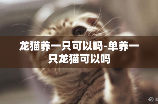 龍貓養一只可以嗎-單養一只龍貓可以嗎