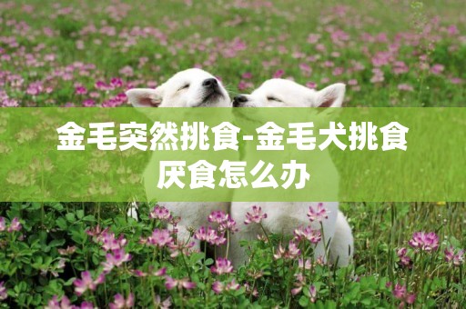金毛突然挑食-金毛犬挑食厭食怎么辦