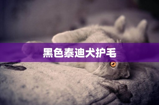 黑色泰迪犬護毛