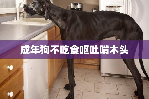 成年狗不吃食嘔吐啃木頭