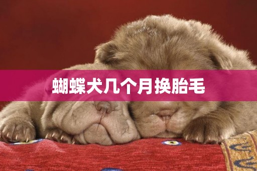 蝴蝶犬幾個月換胎毛