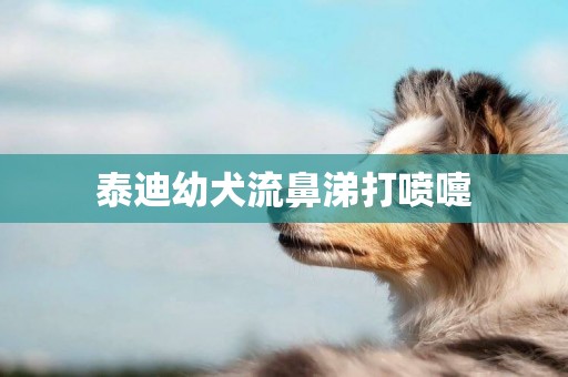 泰迪幼犬流鼻涕打噴嚏