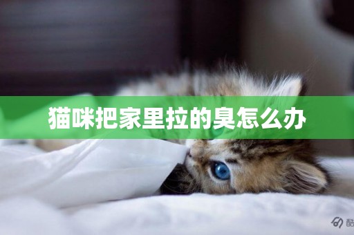 貓咪把家里拉的臭怎么辦