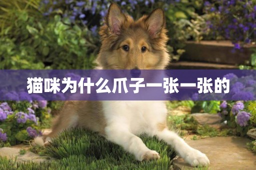 貓咪為什么爪子一張一張的