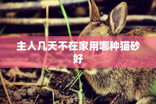 主人幾天不在家用哪種貓砂好