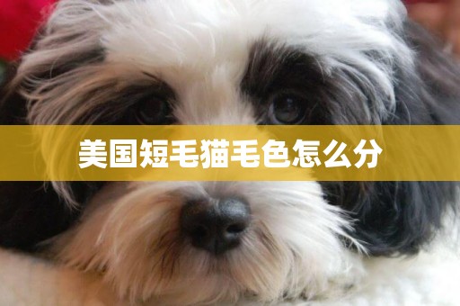 美國短毛貓毛色怎么分