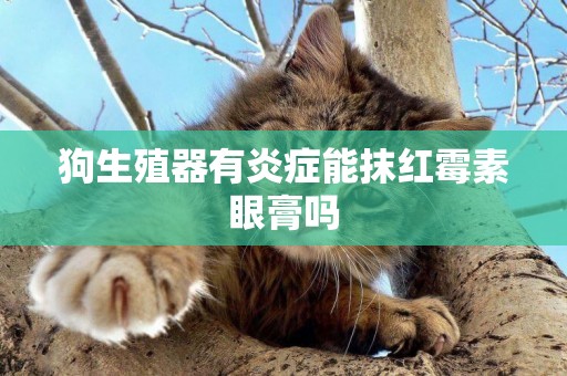 狗生殖器有炎癥能抹紅霉素眼膏嗎