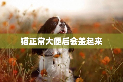 貓正常大便后會蓋起來