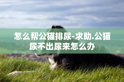 怎么幫公貓排尿-求助.公貓尿不出尿來怎么辦