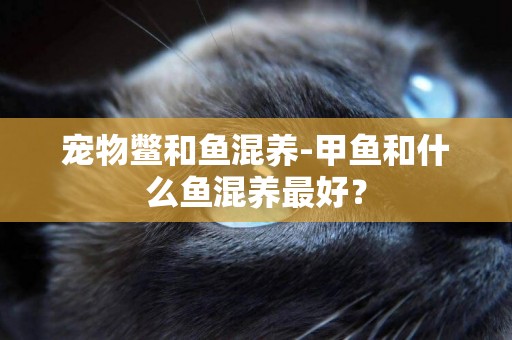 寵物鱉和魚混養-甲魚和什么魚混養最好？