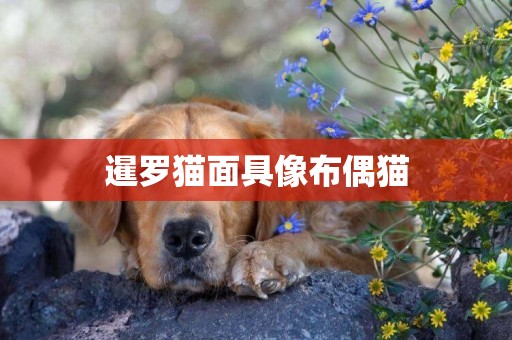 暹羅貓面具像布偶貓