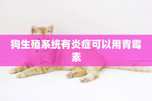 狗生殖系統有炎癥可以用青霉素