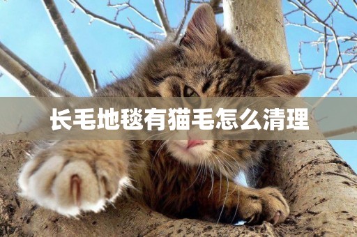 長毛地毯有貓毛怎么清理