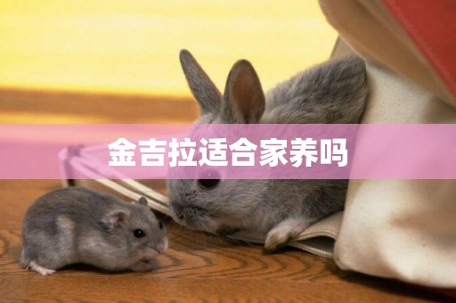 金吉拉適合家養嗎