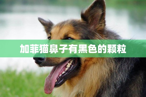 加菲貓鼻子有黑色的顆粒