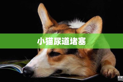 小貓尿道堵塞