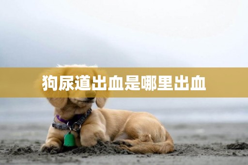狗尿道出血是哪里出血