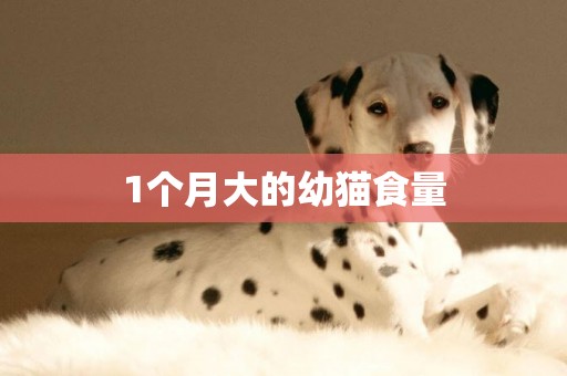 1個月大的幼貓食量