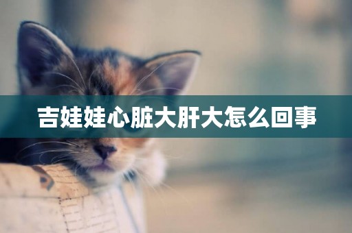 吉娃娃心臟大肝大怎么回事