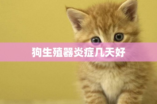 狗生殖器炎癥幾天好