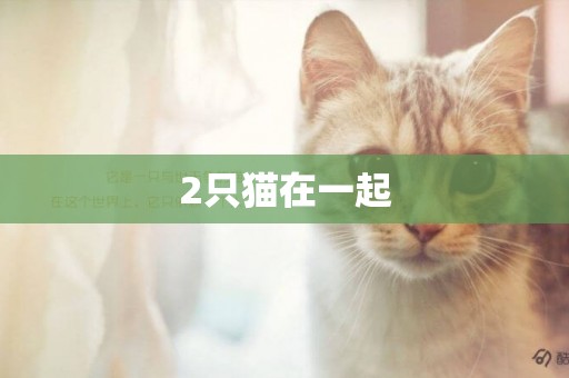 2只貓在一起