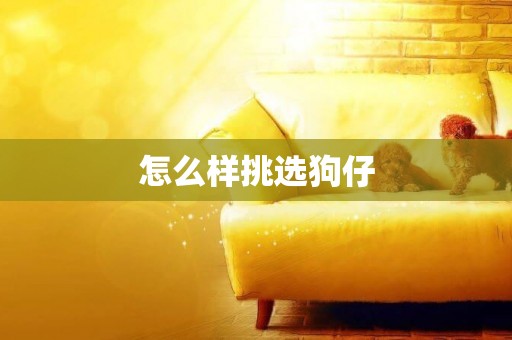怎么樣挑選狗仔