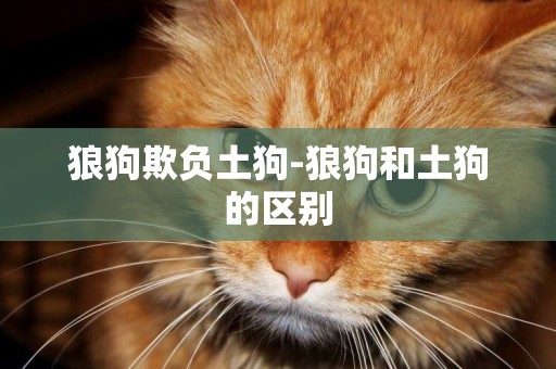 狼狗欺負土狗-狼狗和土狗的區別