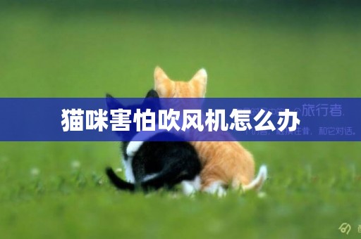 貓咪害怕吹風機怎么辦