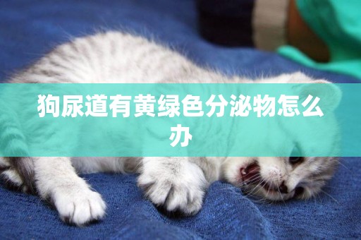 狗尿道有黃綠色分泌物怎么辦