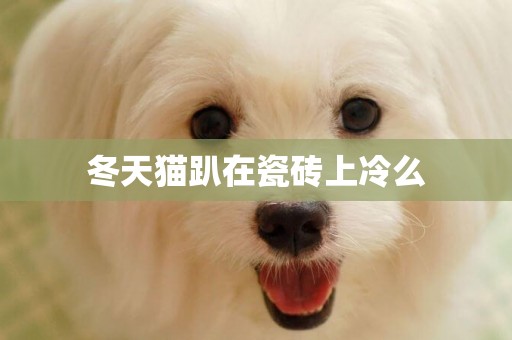 冬天貓趴在瓷磚上冷么